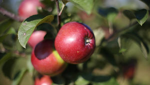 Эксперты рассказали, как выбрать полезные и вкусные яблоки