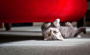 Как отучить кошку царапать мебель и обои: 7 идей
