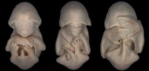 Эмбрион летучей мыши