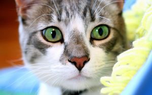 Мир глазами кошки: 7 интересных фактов