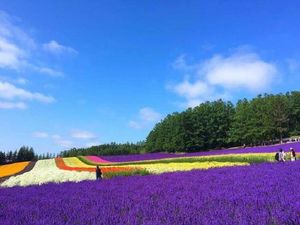 Фотографии японских цветочных полей, от которых просто дух захватывает