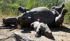 Маленький носорог жмется к маме, которую убили браконьеры