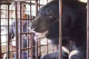 Спасение 5 гималайских медведей, которых держали на ужасных фермах по сбору желчи