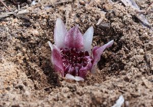 Ризантелла Гарднера: странная орхидея, которая растет под землей в полной темноте
