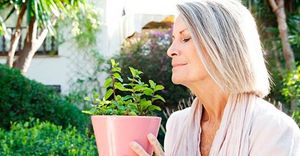 4 травы активизируют кровообращение головного мозга и защищают от болезни Альцгеймера, забывчивости и не только!