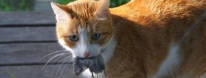 Кот все время моется, кусается, «дарит» мышей: что означают кошачьи привычки
