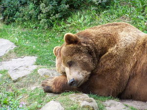 В Сети появилось видео расстрела спящего медведя главой Иркутской области