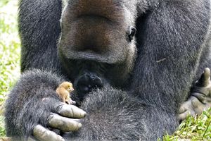 Огромная горилла встретила в лесу крошечного зверька - и вот что она с ним сделала!