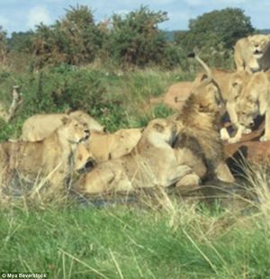 Девять львиц чуть не загрызли льва на глазах у потрясенных посетителей сафари-парка