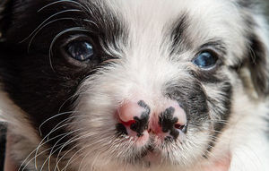 Пятачок, как у свинки: щенок родился сразу с двумя носами, и малыша ждут испытания