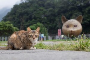 Самые кошачьи города мира: Новый Тайбэй, Тайвань