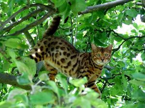Дикие кошки: Леопардовая кошка