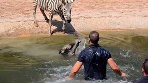 Работники зоопарка спасли от утопления новорожденную зебру, которая свалилась в водоём