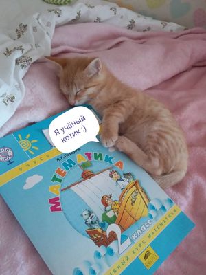 Нашли на дороге малюсенького котёнка...