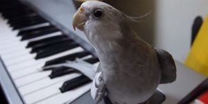 Уникум: попугай невероятно чисто поёт сложную песню
