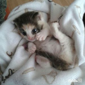 Мама кошка бросила это маленькое чудо...