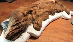 В Канаде найдены мумифицированные тела 50 000-летних волка и оленя