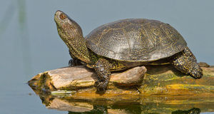 Как мы спасли болотных черепах