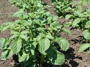 Картофель Гала – раннеспелый урожайный сорт для вашего огорода
