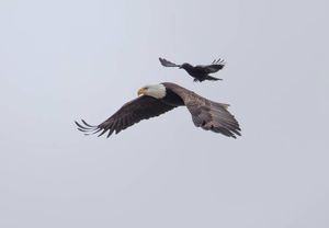 Уникальные фотографии ворона, летящего верхом на орле