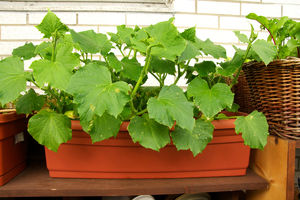 10 лучших пряностей и овощей для выращивания на балконе