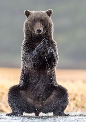 На Аляске медведь позанимался йогой