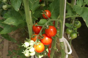 Помидоры черри — вишенки томата
