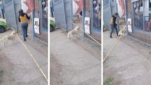 Смешное видео с псом который очень старался принести домой «палочку»