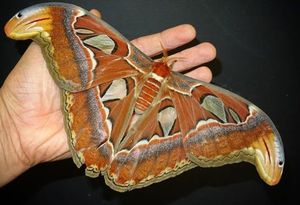 Бабочки научились притворяться хищниками