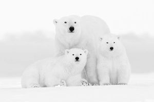ФОТОВЫСТАВКА. Kyriakos Kaziras: полярные медведи