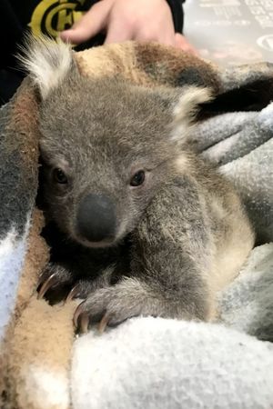 Как золотистый ретривер спас от холода маленькую коалу