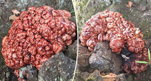В Дании женщина обнаружила у подножья дерева нечто, похожее на «кровоточащий мозг»