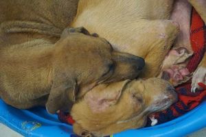«Я всегда с тобой!»: волонтеры приюта были поражены сильной связью между собакой и ее подросшим щенком