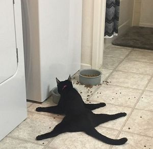 Номинанты на звание самого бестолкового кота года