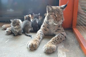 Рысь Алена из иркутского зоопарка воспитывает четырех обычных котят