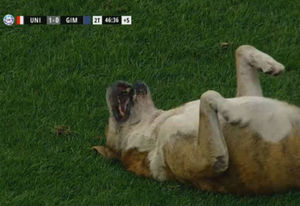 Футбольный матч был в разгаре… И неожиданно на поле выбежал милый пес!