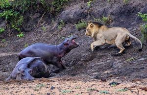 Храбрый бегемотик защищал маму от голодного льва