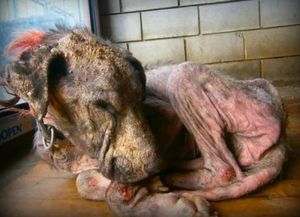 Эта страдающая собака хотела просто умереть… Она еще не знала, что остались добрые люди на Земле!