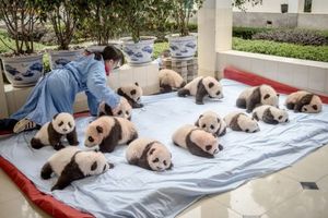 Питомник панд в Китае краткая информация