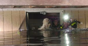 В затопленном доме испуганная собачка ждала помощи, но здание нашли не сразу!