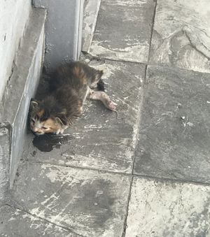 Девушка спасла котенка, который лежал в пыли на улице, а прохожие проходили мимо него