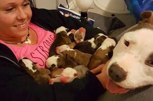 Трогательное видео: мама-питбуль доверяет своих новорожденных щенков хозяйке