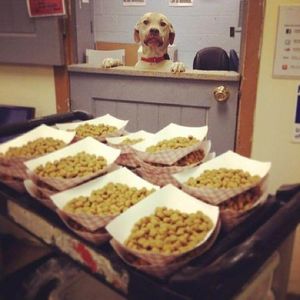 26 смешных фотографий о том, как собаки умеют выпрашивать еду