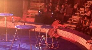 «Цирк с животными пора запретить!»: мир шокирован тем, что произошло с тигрицей Зеной