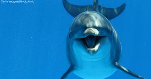 «Начал тянуть на дно», - Ирена Понарошку рассказала о домогательствах со стороны дельфина