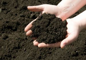 Определяем кислотность почвы самым простым способом