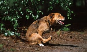 Советы ветеринара: что делать, если собака «ездит на хвосте»