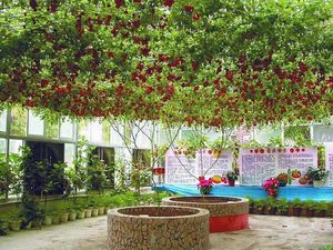 Потрясающее помидорное дерево, которое вырастили в Израиле.
