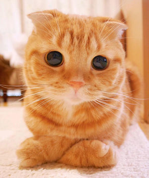 Кошачий бомонд: самые красивые кошки в мире