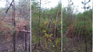 В лесах Самарской области грибники наткнулись на аномальное место